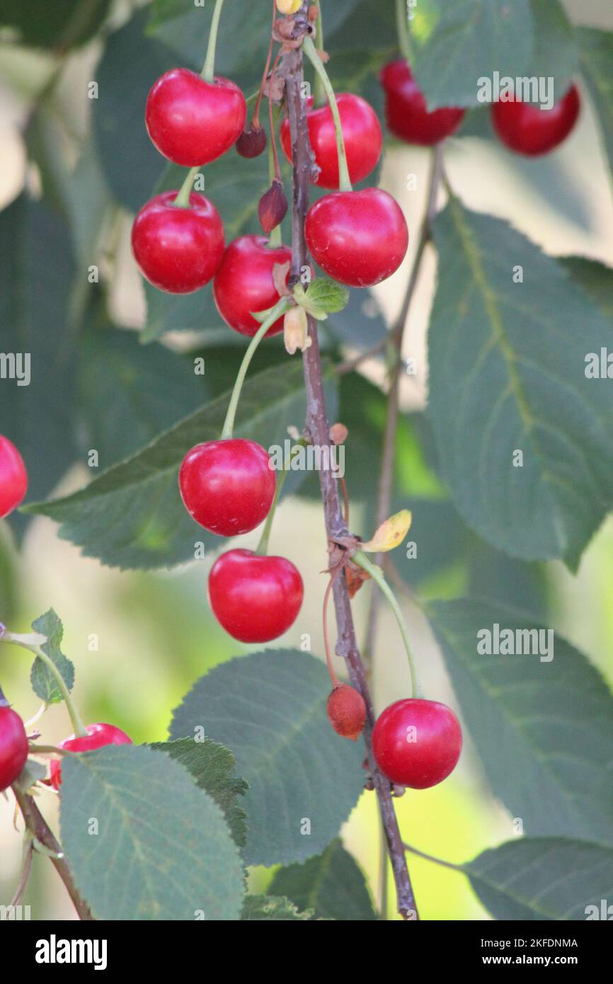 La cerise aigre (Prunus cerasus) est une plante de la famille des roses Banque D'Images