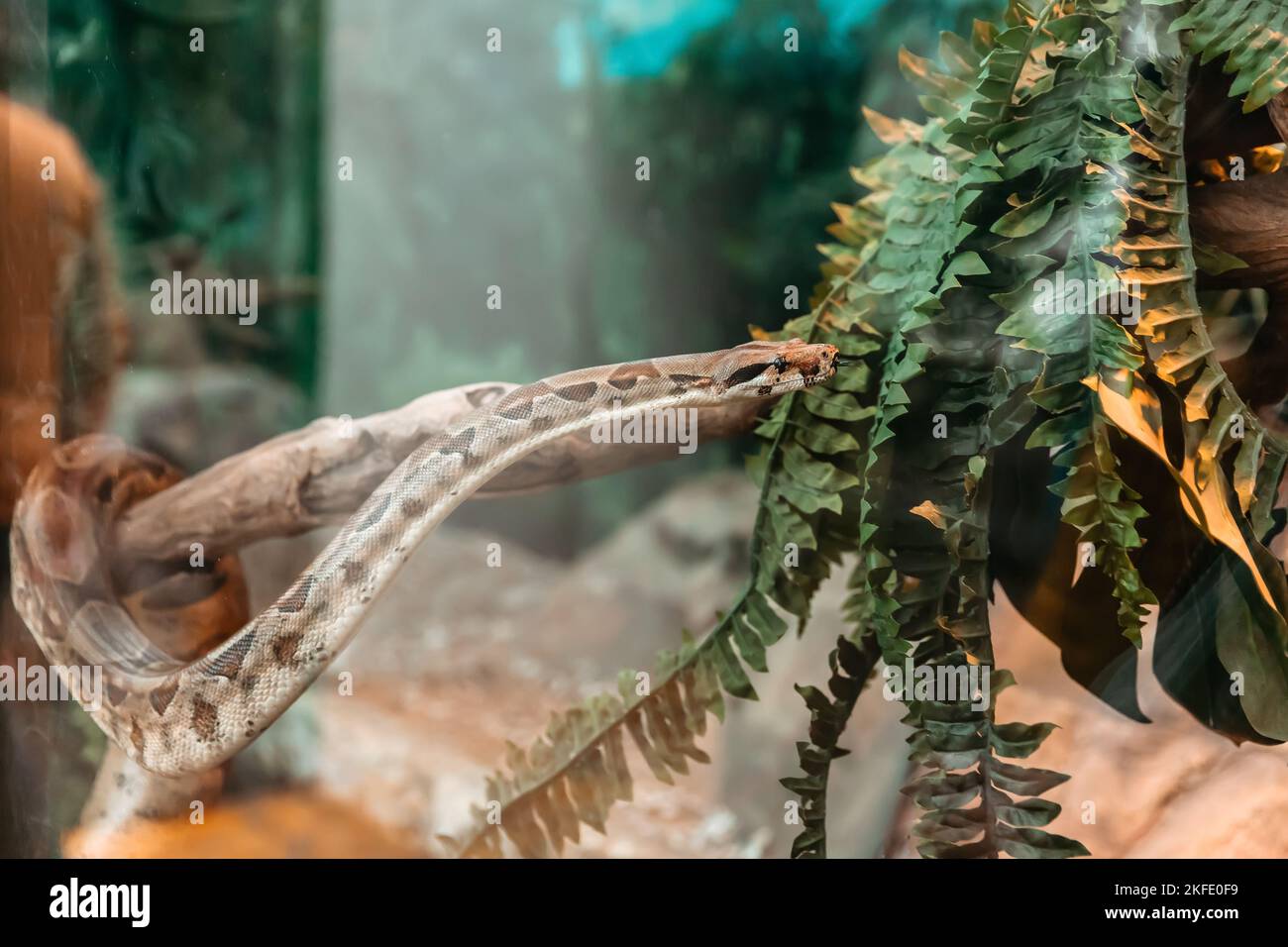 boa commun, lat. Boa constricteur, dans un terrarium. Banque D'Images
