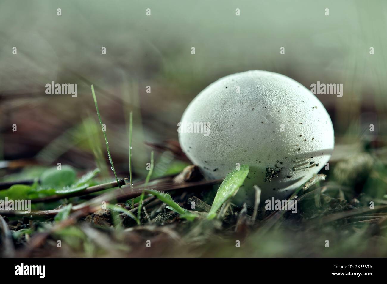 petit champignon avec un chapeau dont la forme ressemble à un œuf blanc Banque D'Images