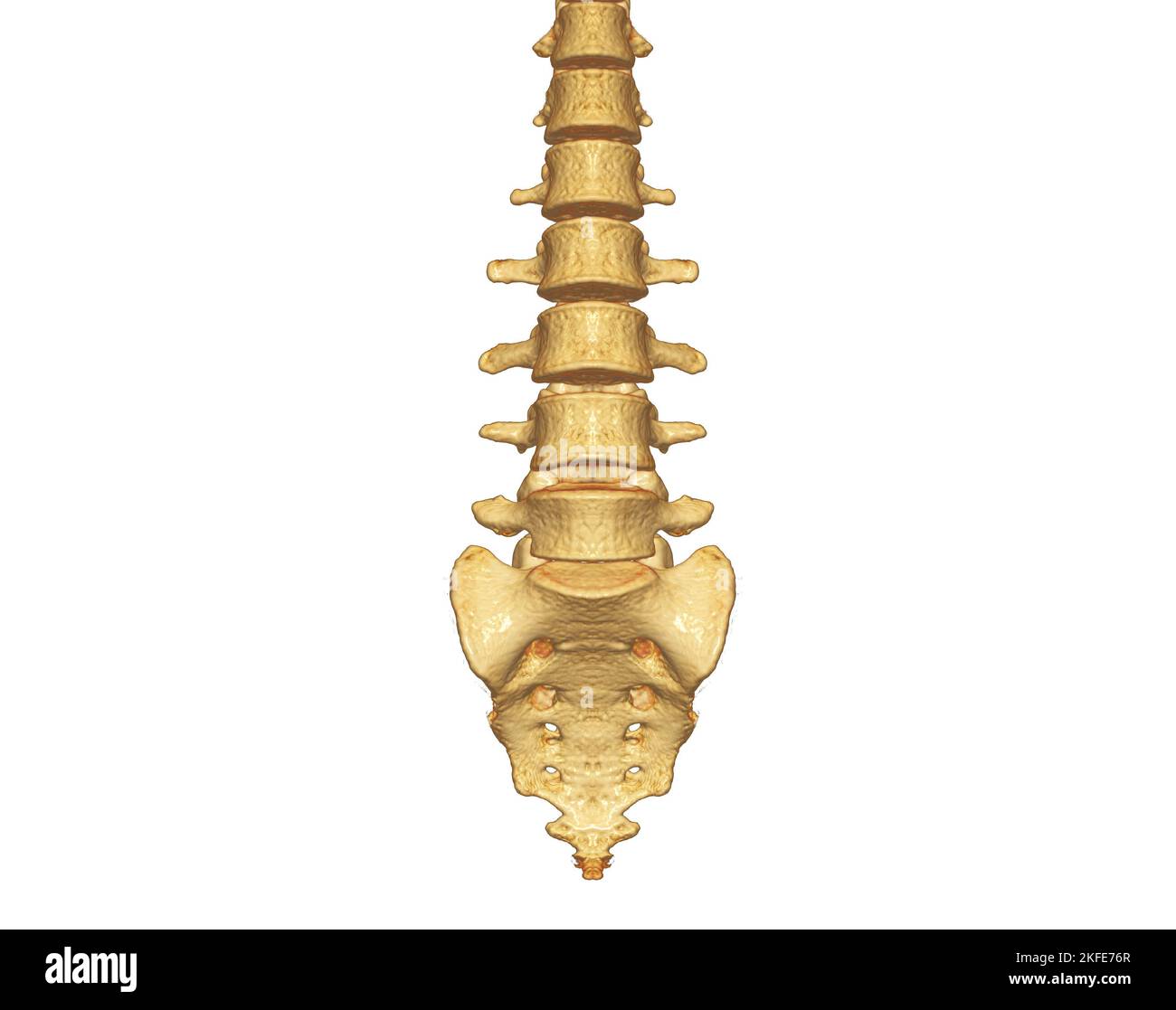 Acquisition CT du rendu du rachis lombaire 3D montrant le profil du rachis humain. Système musculo-squelettique corps humain. Courbe de contrôle de structure. Étudier les maladies à problèmes et les Tre Banque D'Images