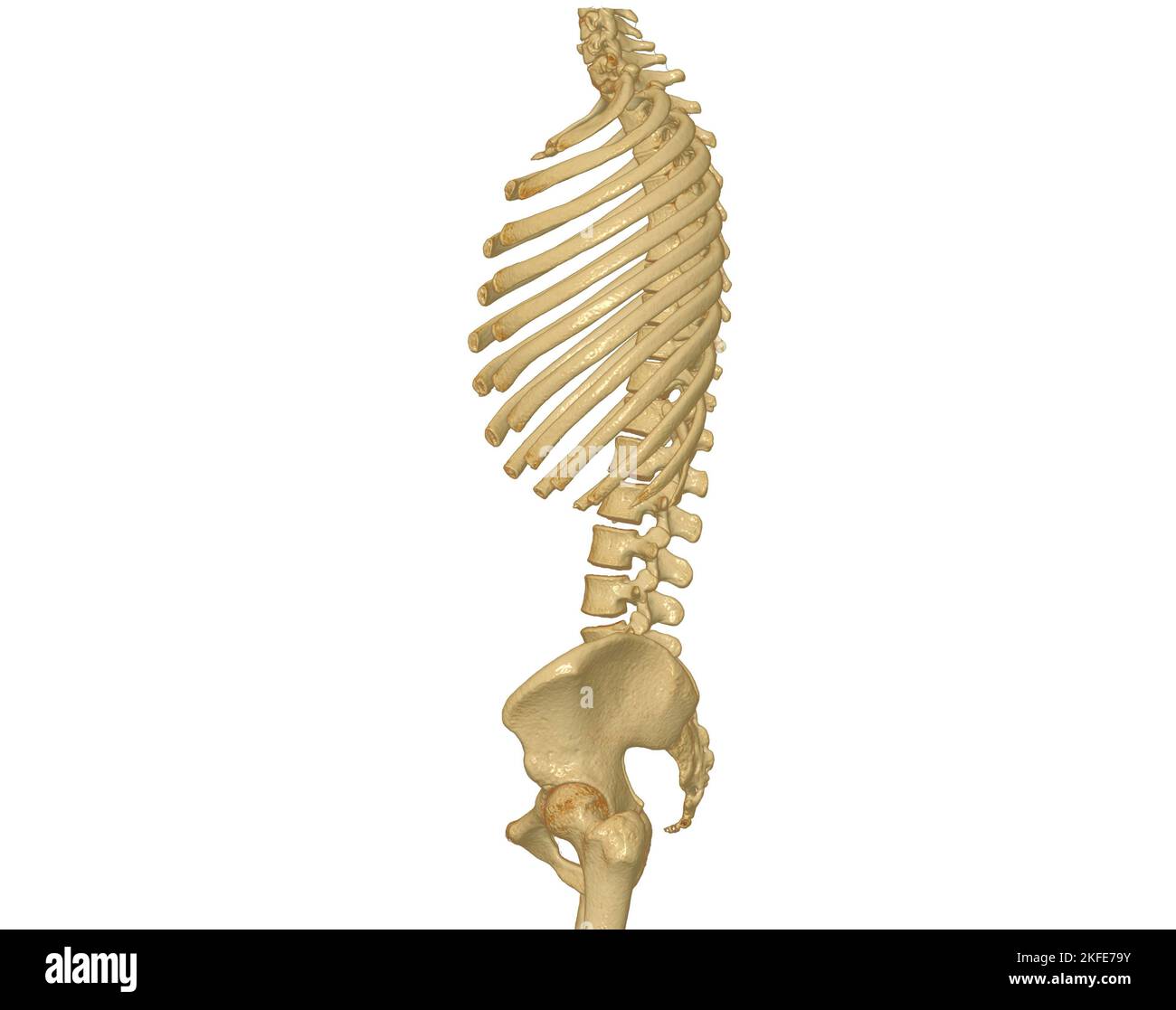 Acquisition CT du rendu du rachis complet 3D montrant le profil du rachis humain. Système musculo-squelettique corps humain. Courbe de contrôle de structure. Étude des maladies à problèmes et de la région de la Corée Banque D'Images