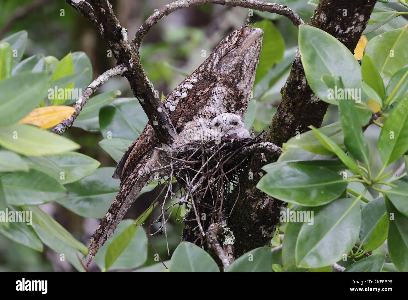 Gueule de bois et poussin sur nid, Daintree River, extrême nord du Queensland Australie Banque D'Images