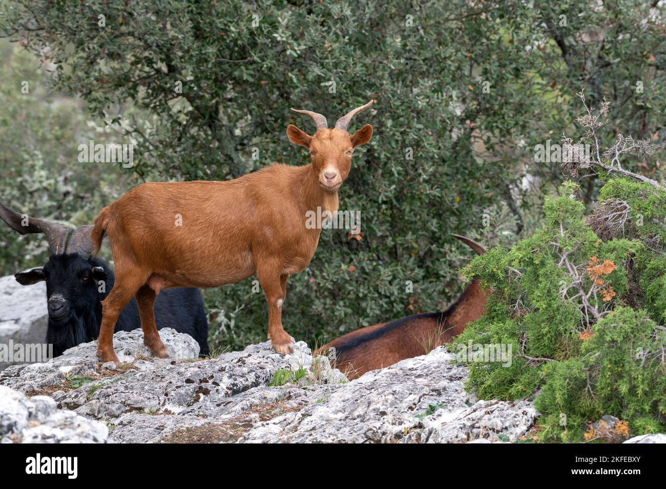 Chèvre brun dans les bois de Provence regardant la caméra, portrait d'animal Banque D'Images