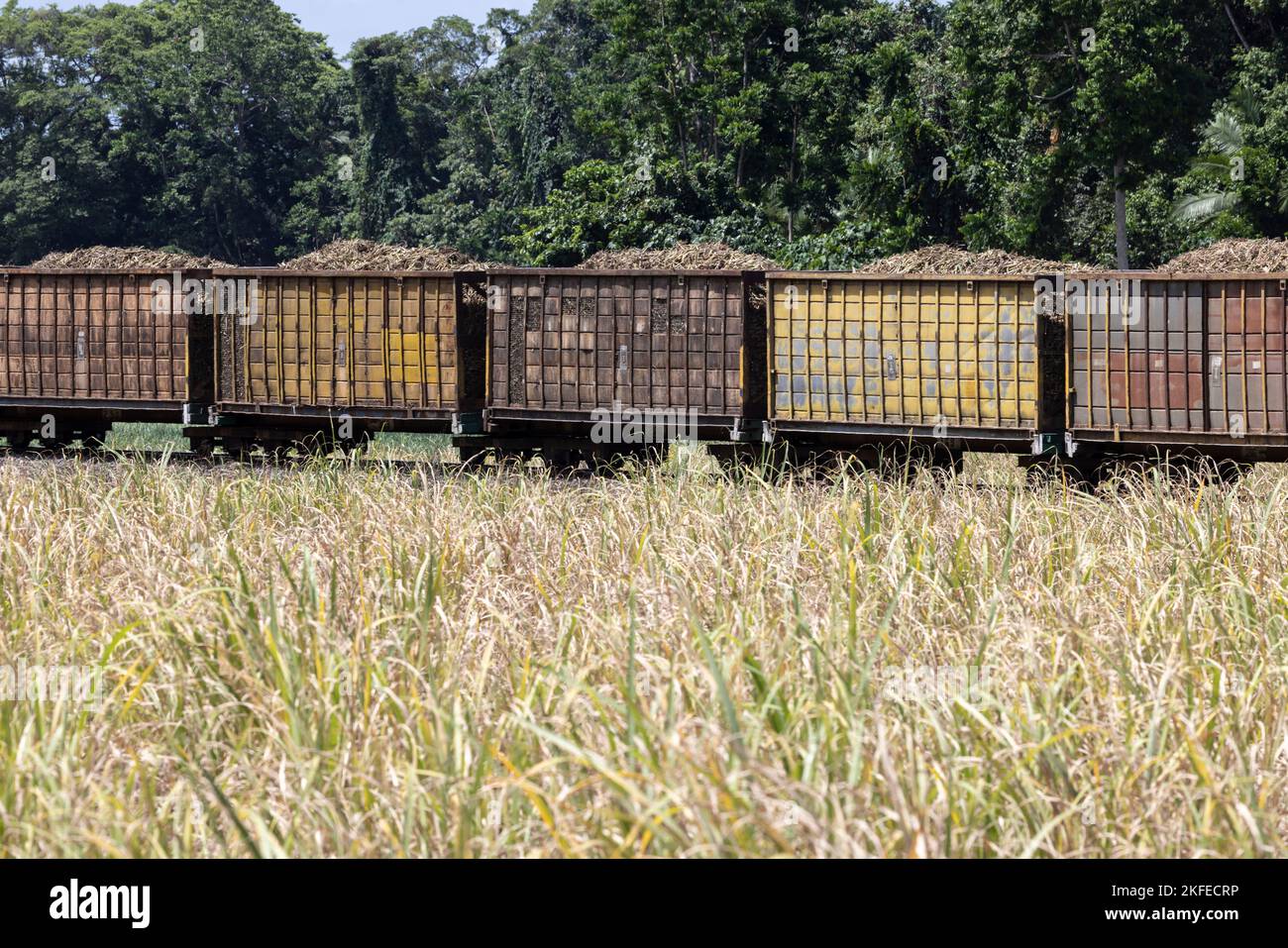 Train de canne à sucre avec wagons chargés de canne à sucre. Banque D'Images