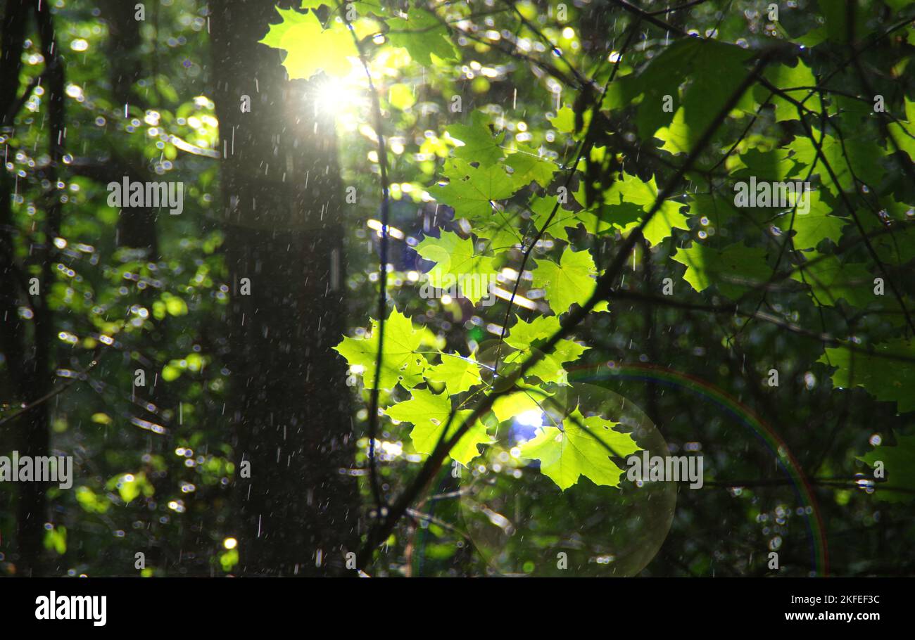 Pluie dans la forêt. Ratissage le matin. Feuilles vertes de saison avec eau douce dans le parc naturel. Arbres d'érable humides dans un environnement naturel. Concept de na Banque D'Images