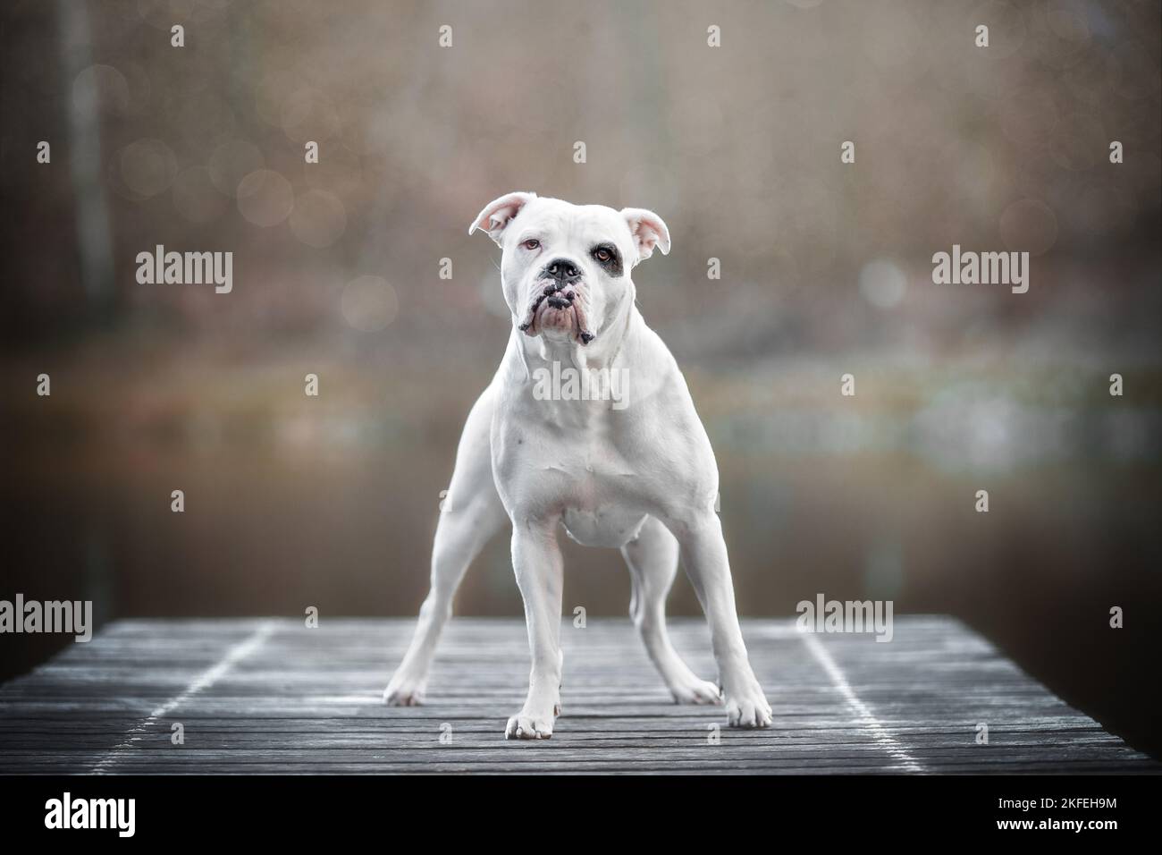 American Bulldog Banque D'Images