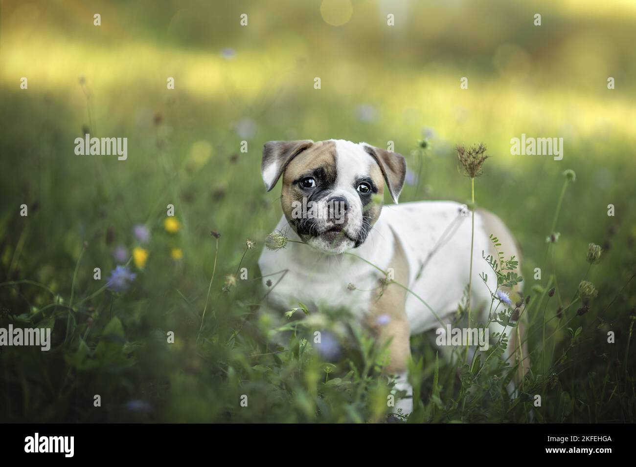 Chiot Bouledogue américain Banque D'Images