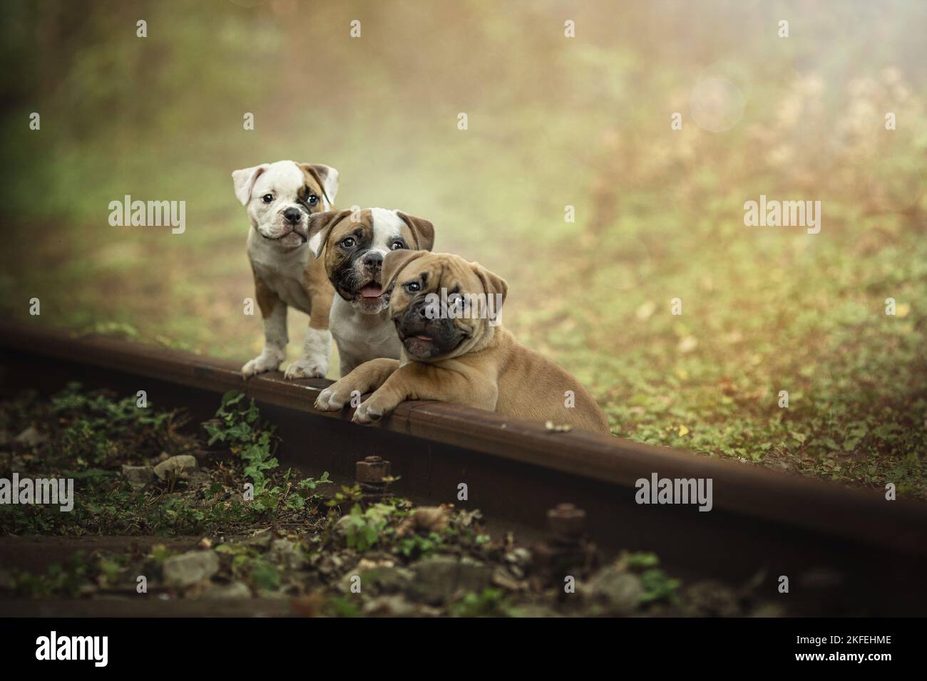 Chiots Bulldog américains Banque D'Images