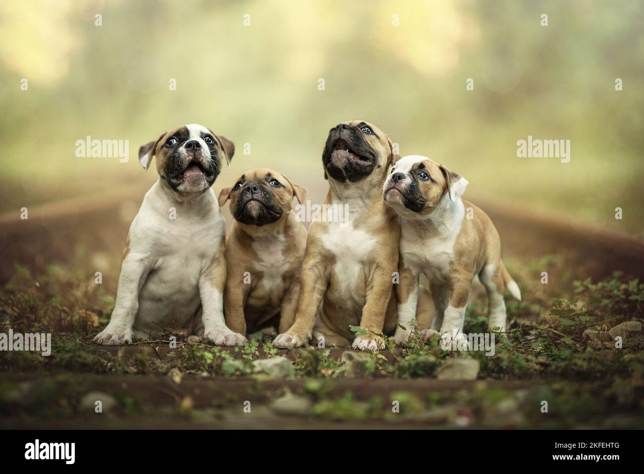 Chiots Bulldog américains Banque D'Images