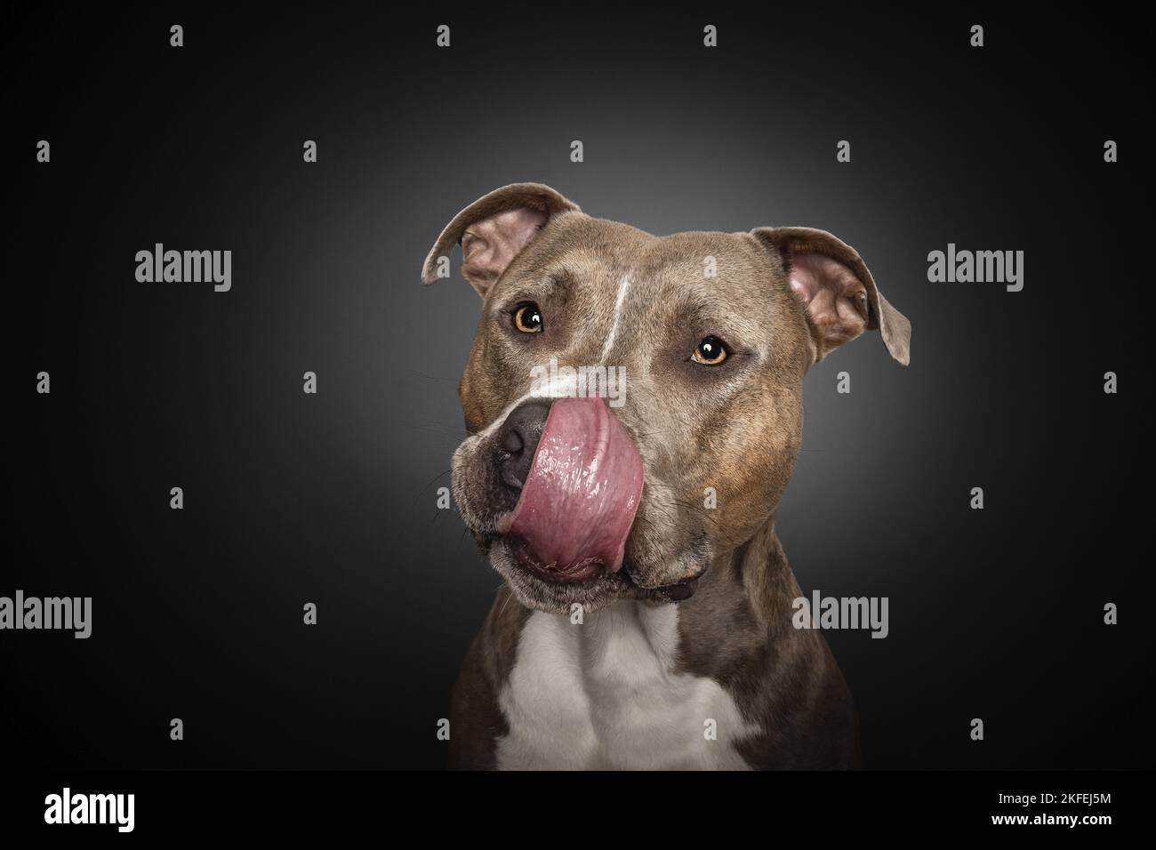 American Staffordshire Terrier Portrait Banque D'Images