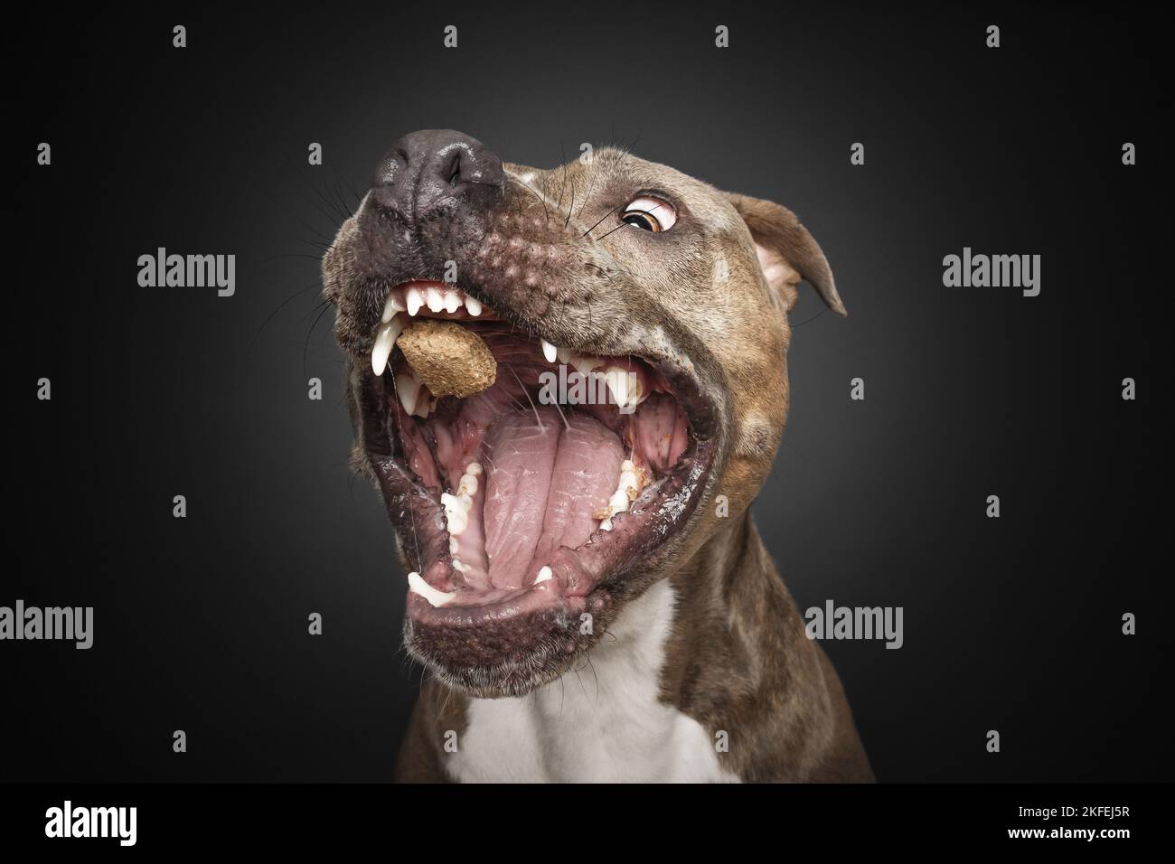 American Staffordshire Terrier Portrait Banque D'Images