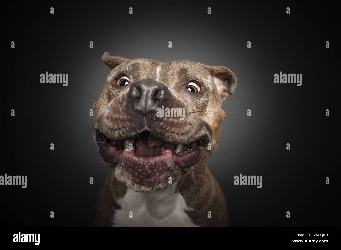 American Staffordshire Terrier Portrait Banque D'Images