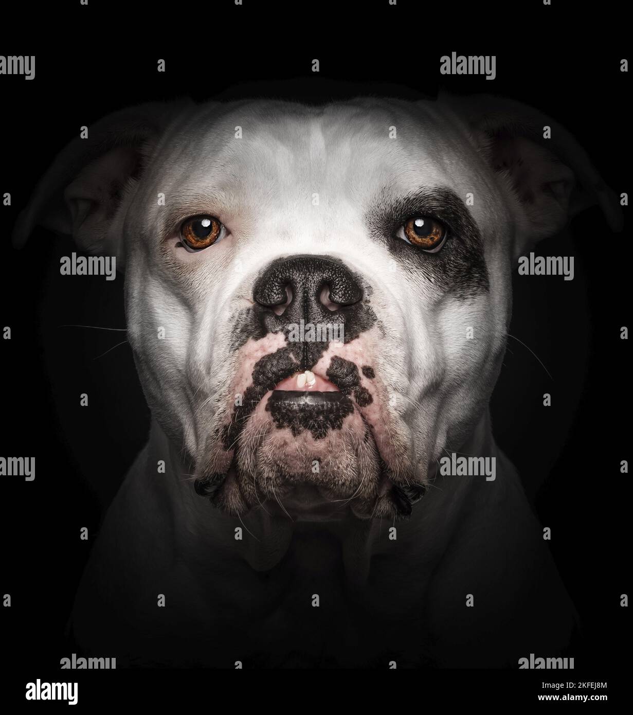 Bulldog américain devant un fond noir Banque D'Images