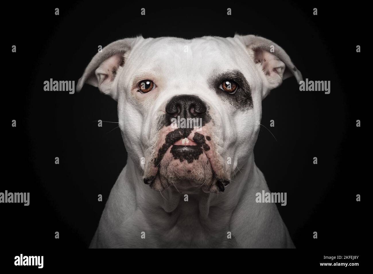 Bulldog américain devant un fond noir Banque D'Images