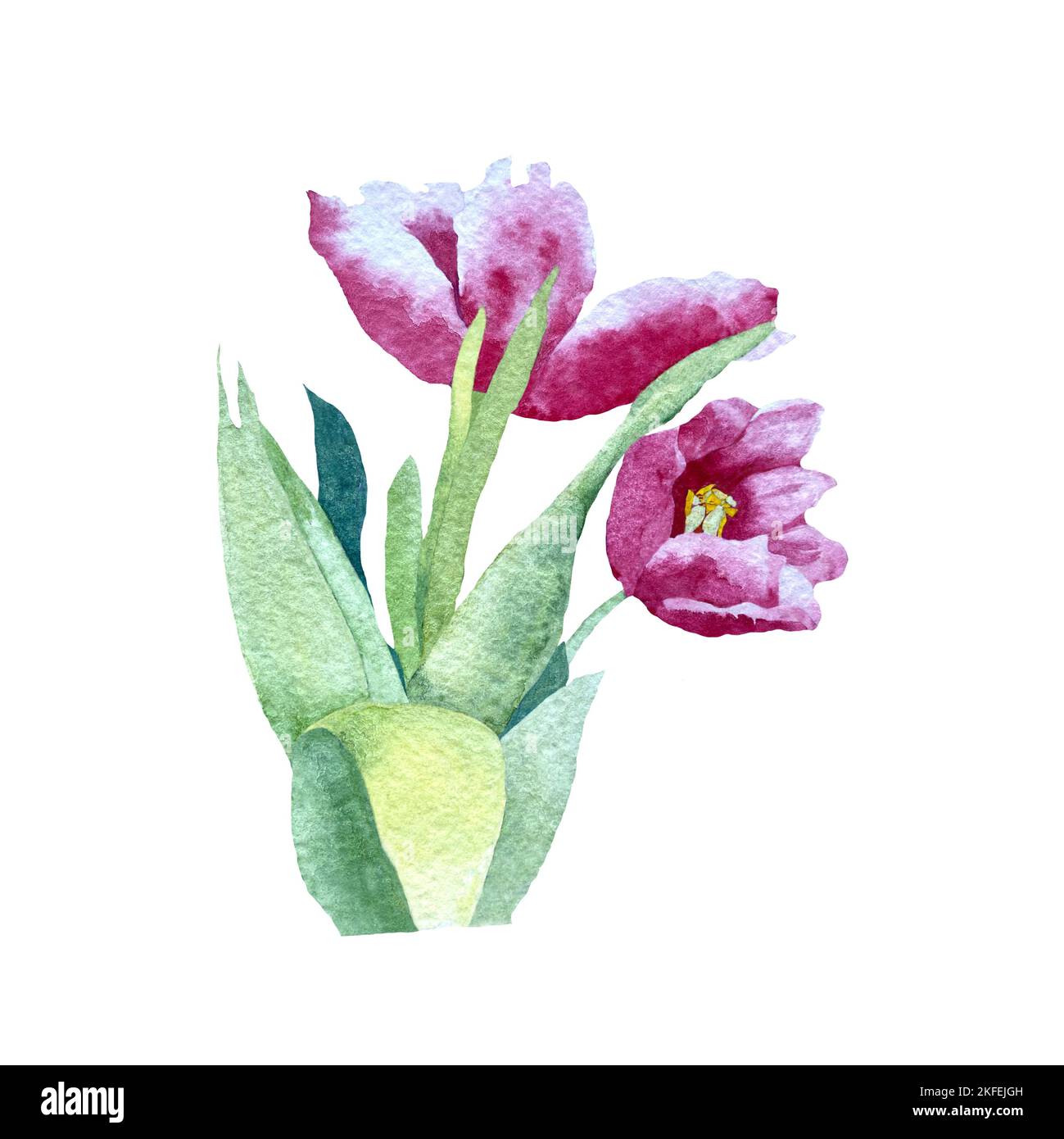 Tulipe rouge fleur bouquet une illustration aquarelle Banque D'Images