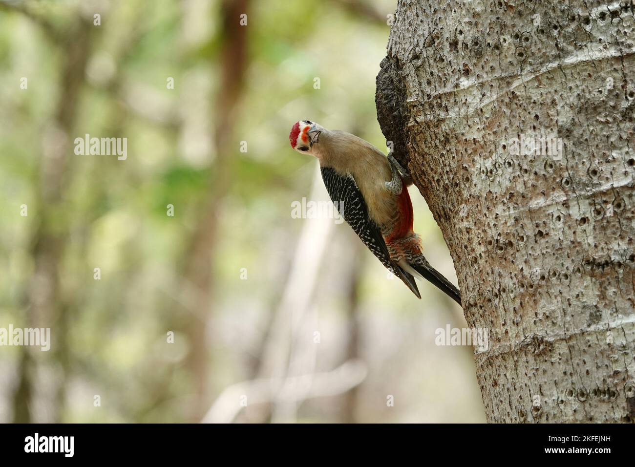 Photo du magnifique pic du Yucatan sur l'arbre au Mexique sur fond vert flou regardant l'appareil photo Banque D'Images