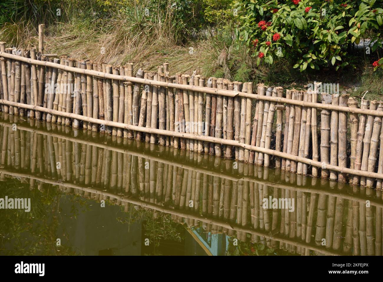 Clôture en bambou, Dobanki Camp, Sunderban, 24 Pargana Sud, Bengale Ouest, Inde Banque D'Images
