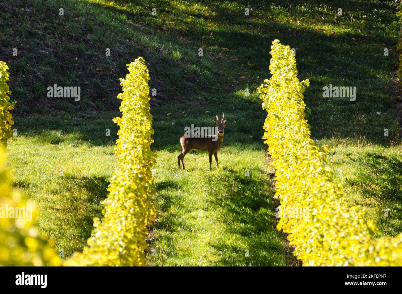 Un cerf de Virginie debout dans un champ par une journée ensoleillée avec des fleurs au premier plan Banque D'Images