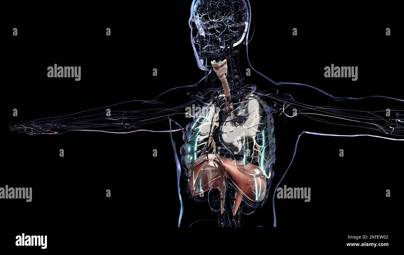 Système respiratoire humain poumons Anatomy animation concept. Poumon visible, ventilation pulmonaire, trachée, réaliste haute qualité 3D illustration médicale Banque D'Images