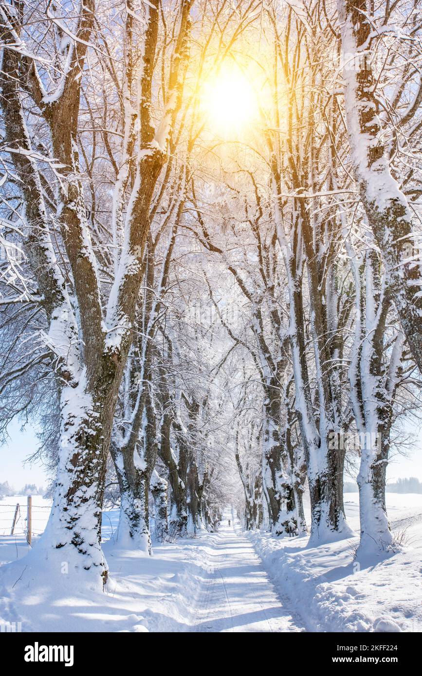 sentier à travers l'avenue bordée d'arbres en hiver Banque D'Images