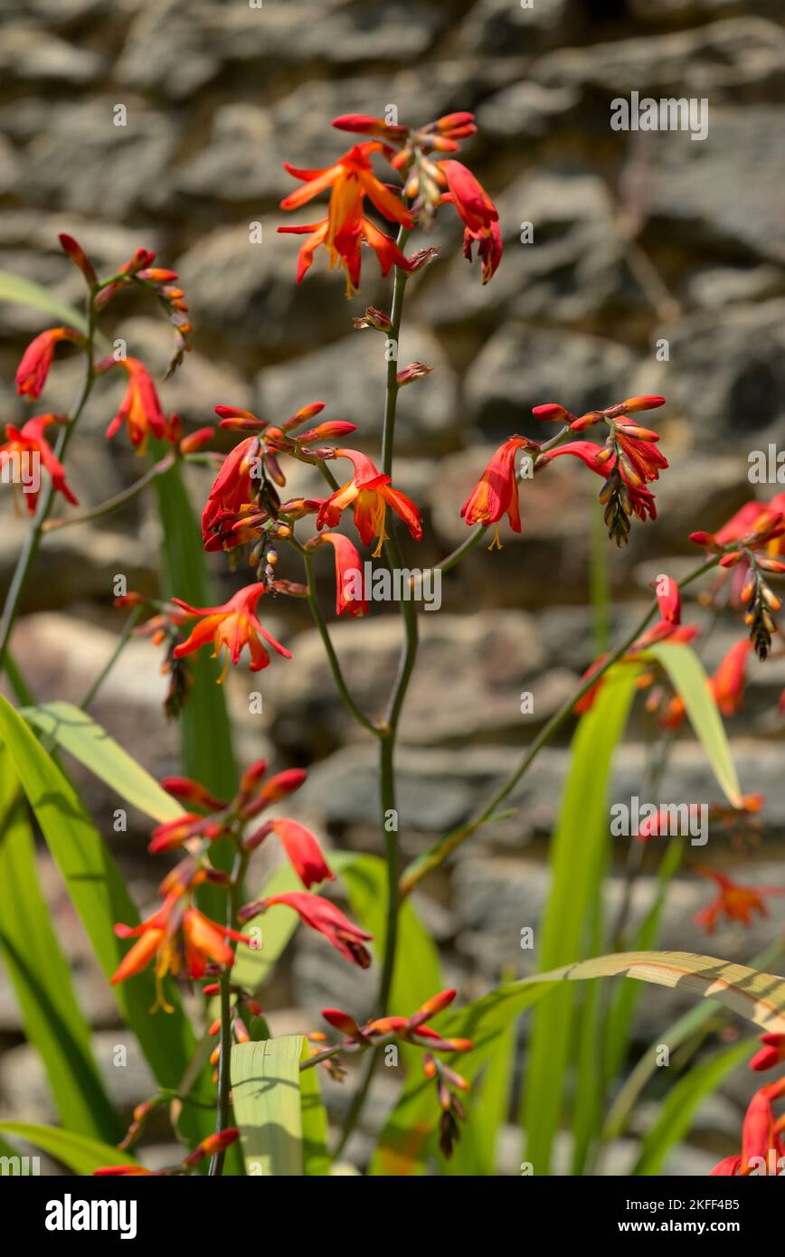 Fleur rouge et orange de Crocosmia dans un jardin Banque D'Images