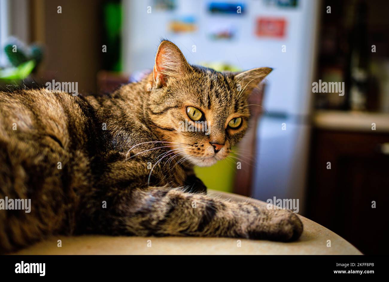 Un gros plan d'un joli chat rayé avec des yeux vert jaunâtre. Banque D'Images Un gros plan d'un joli chat rayé avec des yeux vert jaunâtre. Banque D'Images