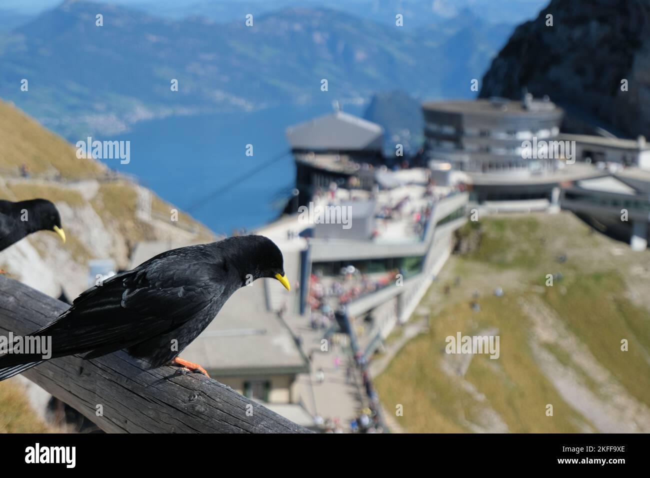 Mont Pilatus Jackdaws surplombant le complexe touristique Peak Cablecar Banque D'Images