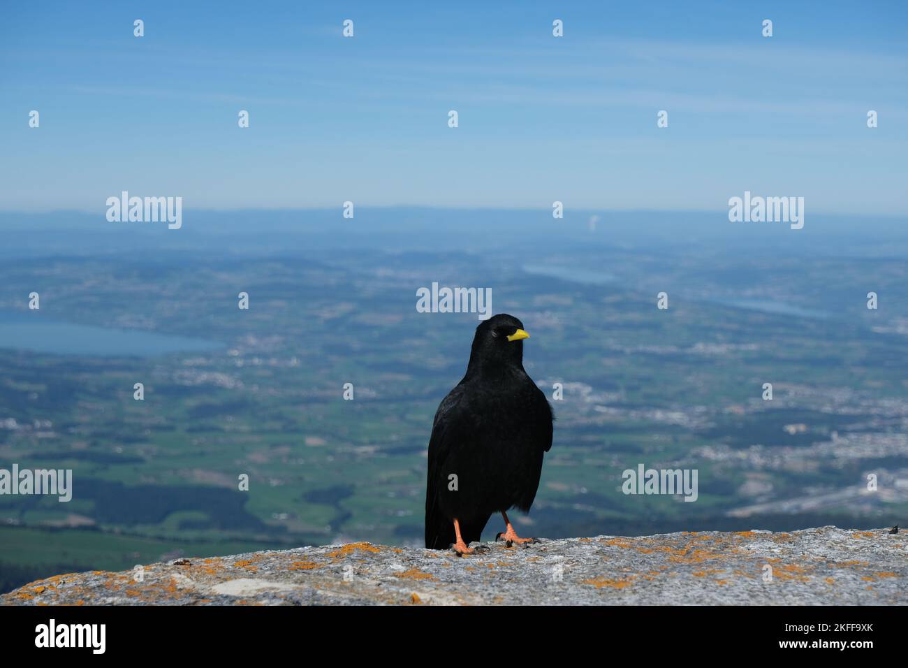 Mont Pilatus Jackdaw Banque D'Images