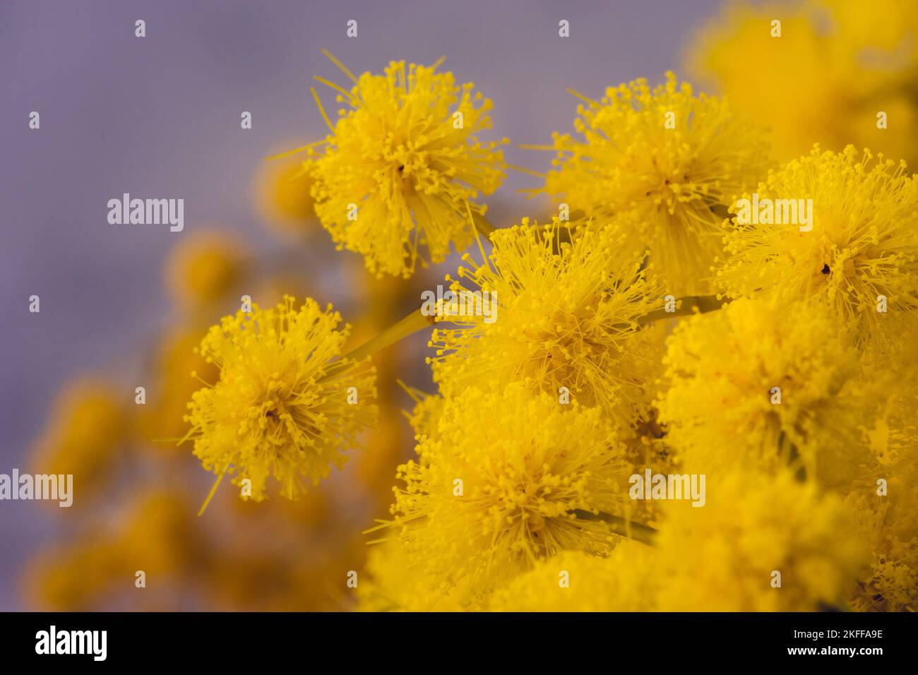 Vue rapprochée de la mimosa jaune qui fleurit en hiver dans le sud de la France Banque D'Images