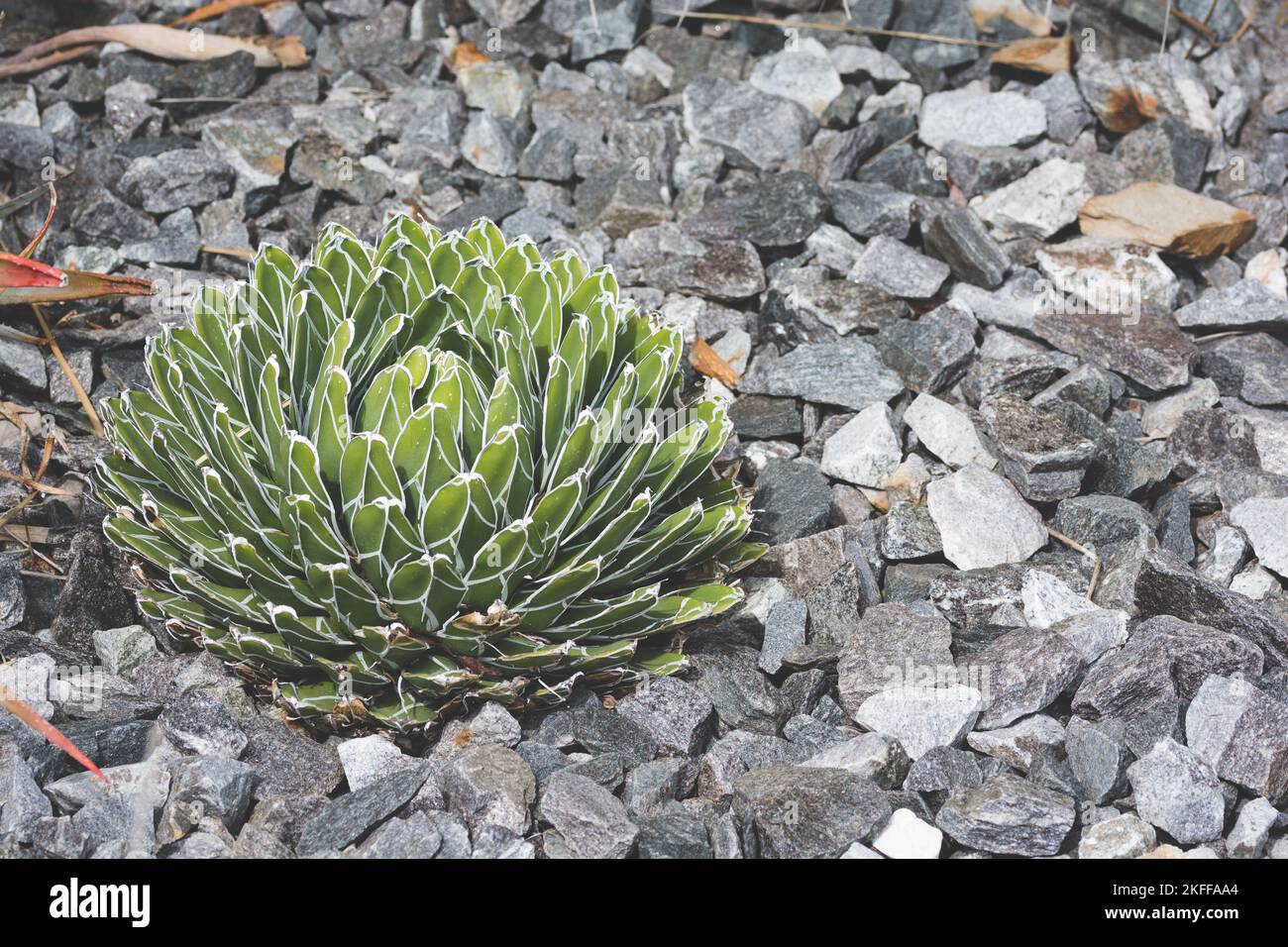 Vue rapprochée du cactus vert sur les galets Banque D'Images