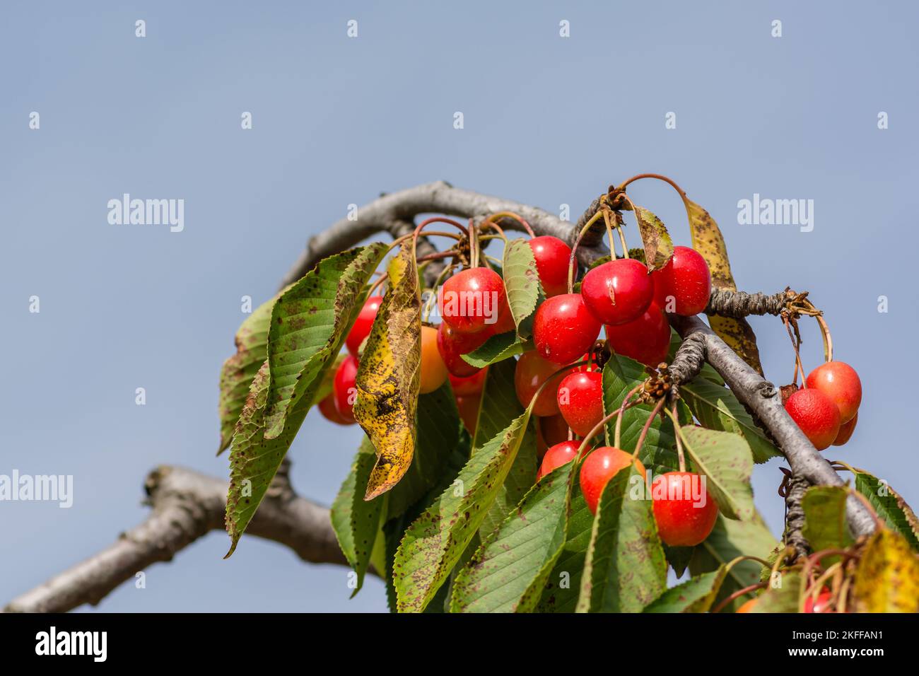 Vue rapprochée des cerises en branche pendant la saison estivale en Provence sud de la France Banque D'Images