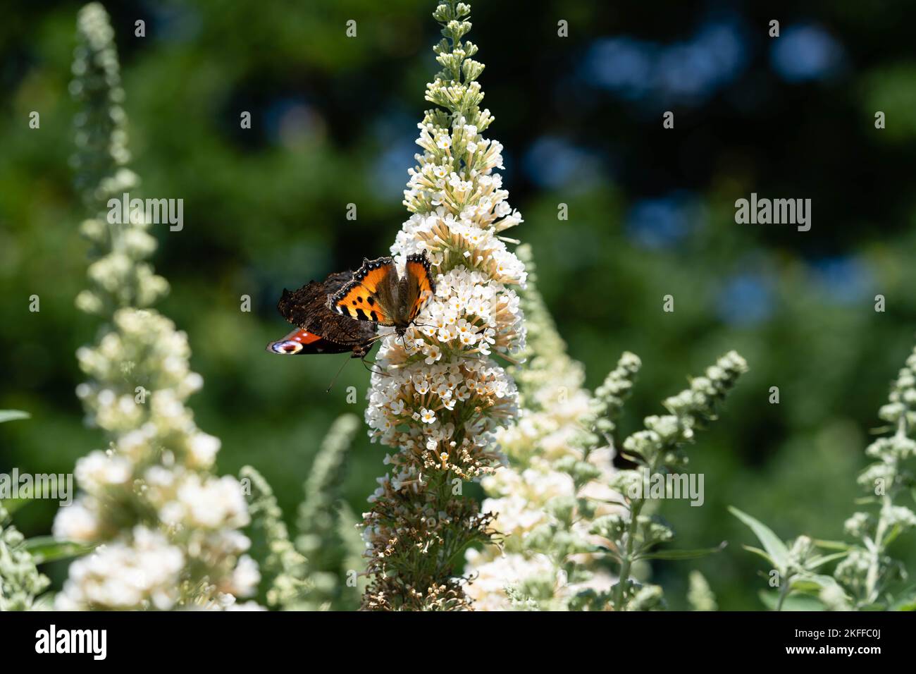 peacock papillon à côté de la buisson de papillon buddleja davidi Banque D'Images