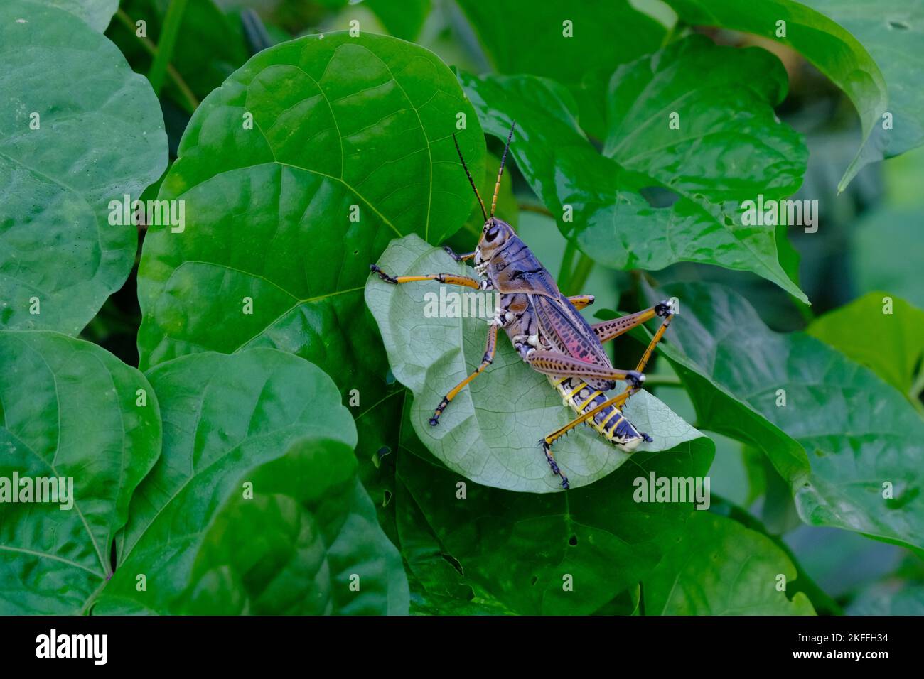 Un gros plan d'un grand sauterelle de l'est sur une feuille verte Banque D'Images