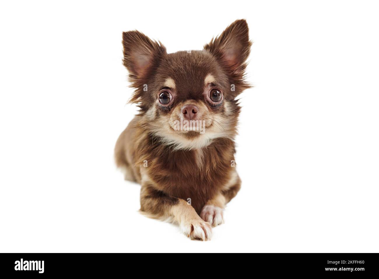 Petit chien chihuahua brun aux cheveux assis avec de grandes oreilles isolées sur fond blanc, adorable petit chien chihuahua. Chien chihuahua drôle race tho Banque D'Images
