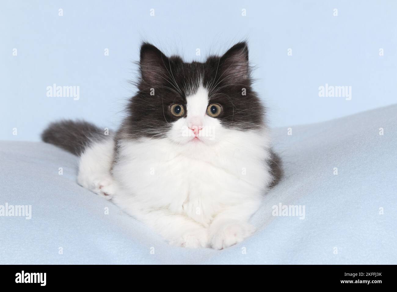 Chaton Longhair allemande Banque D'Images