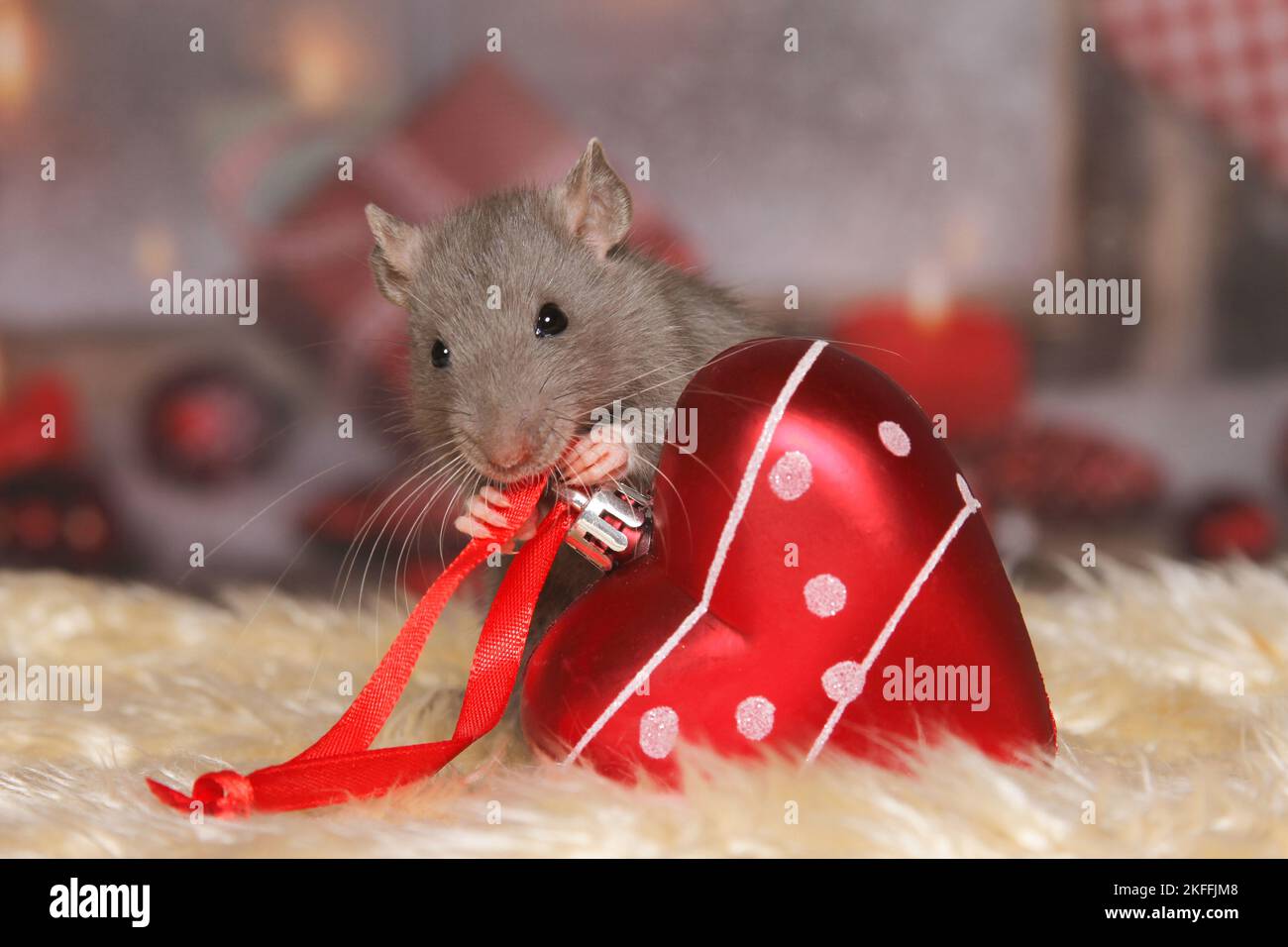 rat avec décoration de noël Banque D'Images