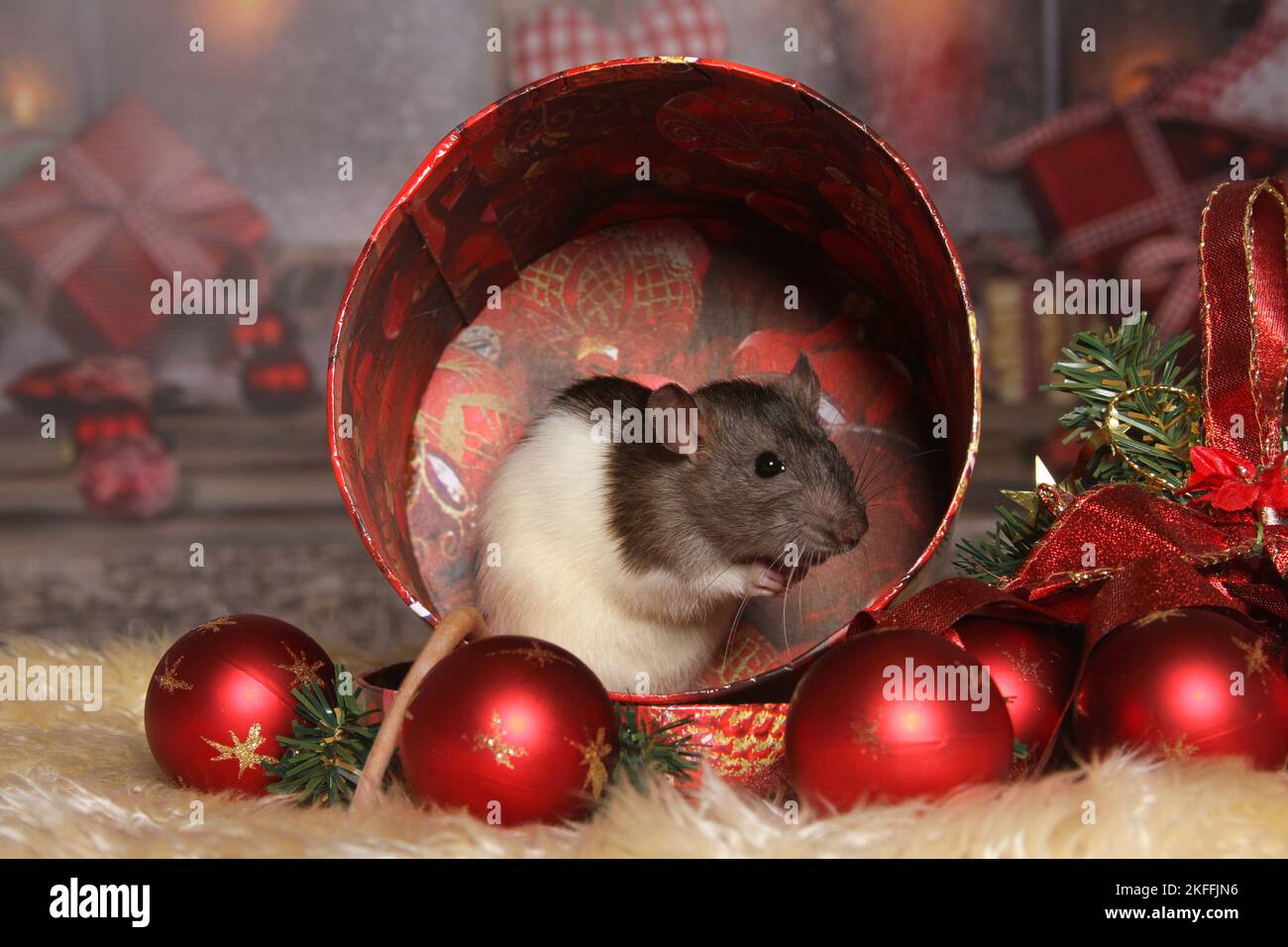 rat avec décoration de noël Banque D'Images