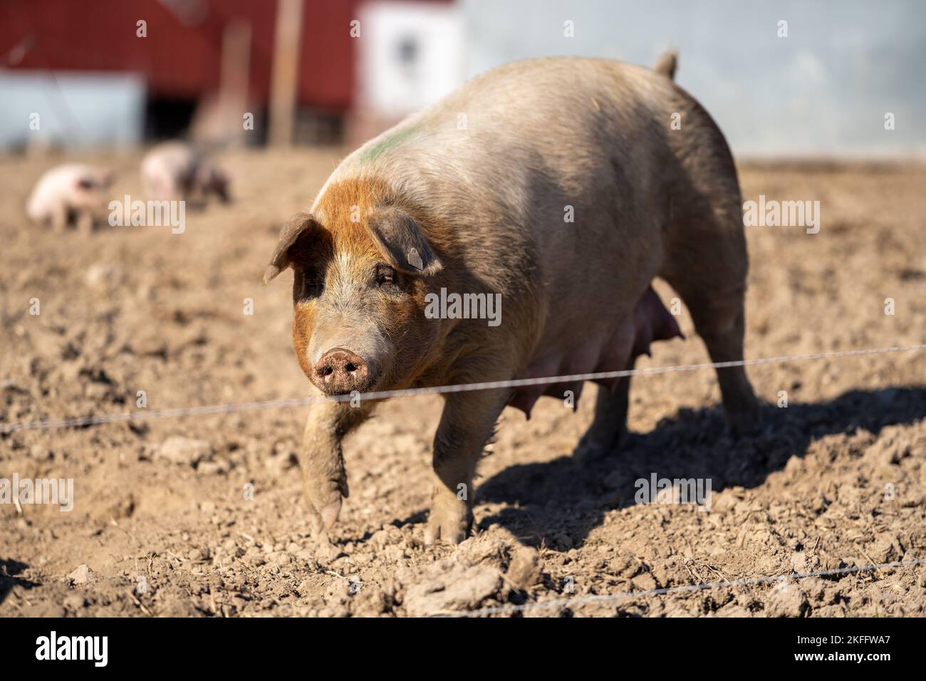 Un cochon du Yorkshire américain sur la ferme, sol ensoleillé, arrière-plan flou Banque D'Images