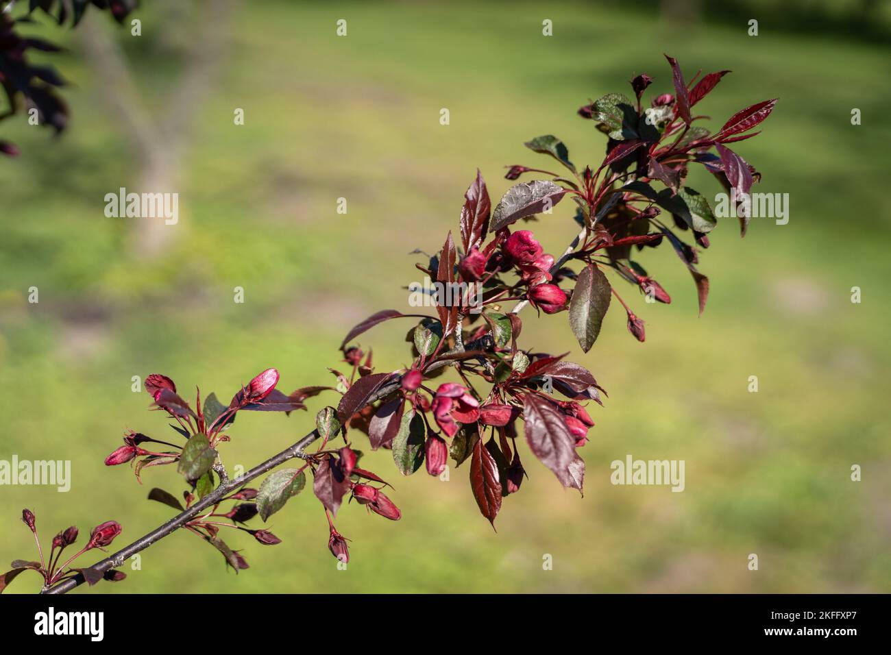 Un saule à feuilles étroites en automne sur fond flou Banque D'Images