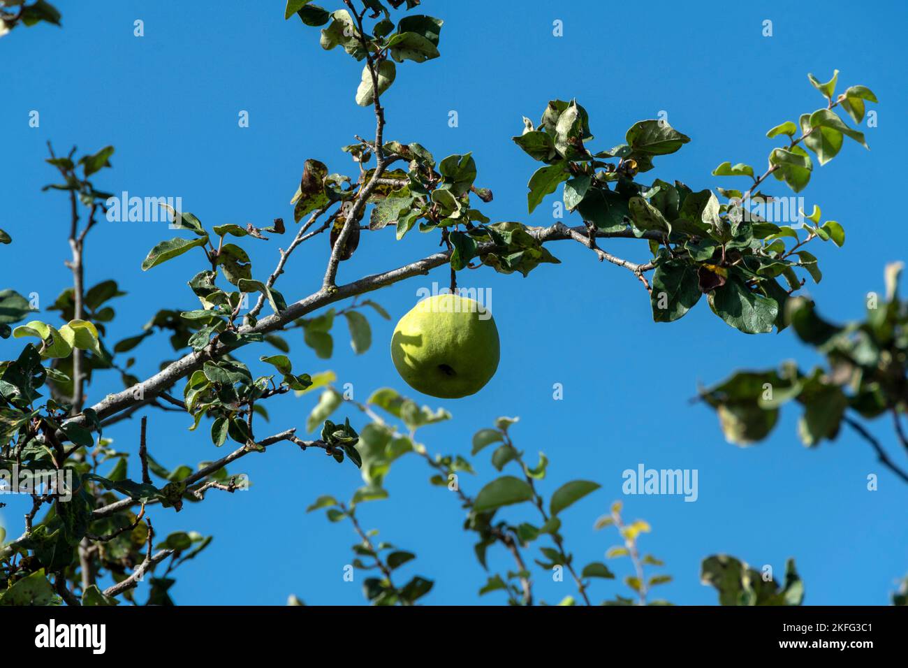Gros plan d'un coing frais poussant sur un coing sur une branche d'arbre contre un ciel bleu Banque D'Images