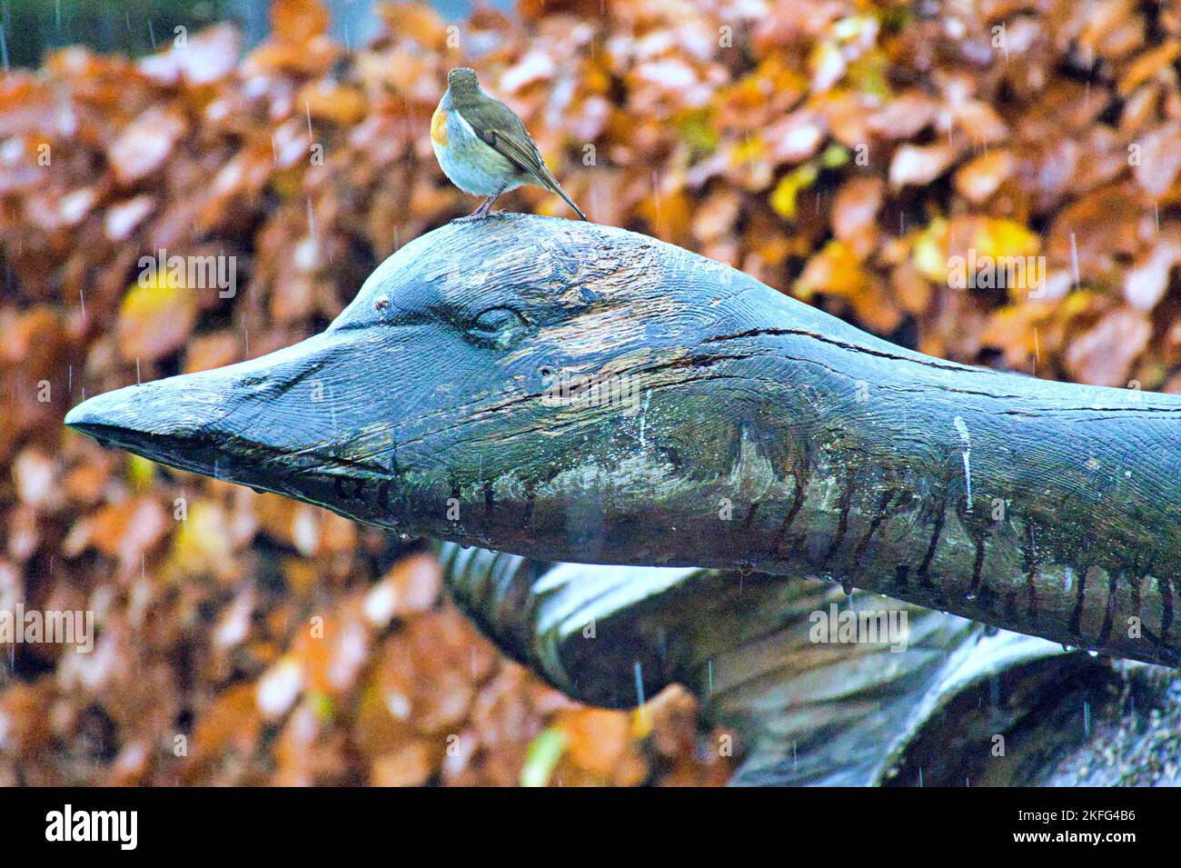 Glasgow, Écosse, Royaume-Uni 18th novembre 2022. Une statue en l'honneur des visiteurs des lacs chaque année. La grippe aviaire de Hogganfield loch a vu un abattage de la population locale qui est un point d'alimentation hivernal pour les cygnes et les oies, d'où la maladie importée, car peu d'oiseaux et quelques-uns plutôt subdués et désorientés continuent de hanter le côté parking dans l'espoir de nourriture. Des avis de guerre pour la grippe aviaire et pour garder votre distance des oiseaux sont situés là. Crédit Gerard Ferry/Alay Live News Banque D'Images