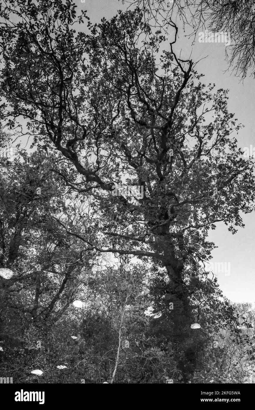 Surréaliste Résumé arbre automnal reflété dans un canal. Image inversée. Photographie en noir et blanc Banque D'Images