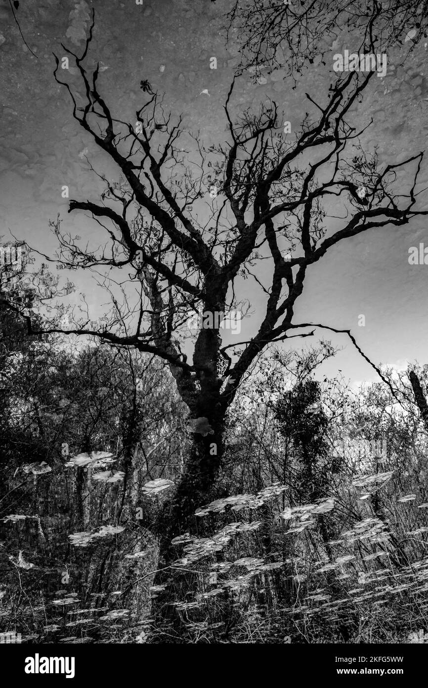 Surréaliste Résumé arbre automnal reflété dans un canal. Image inversée. Photographie en noir et blanc Banque D'Images