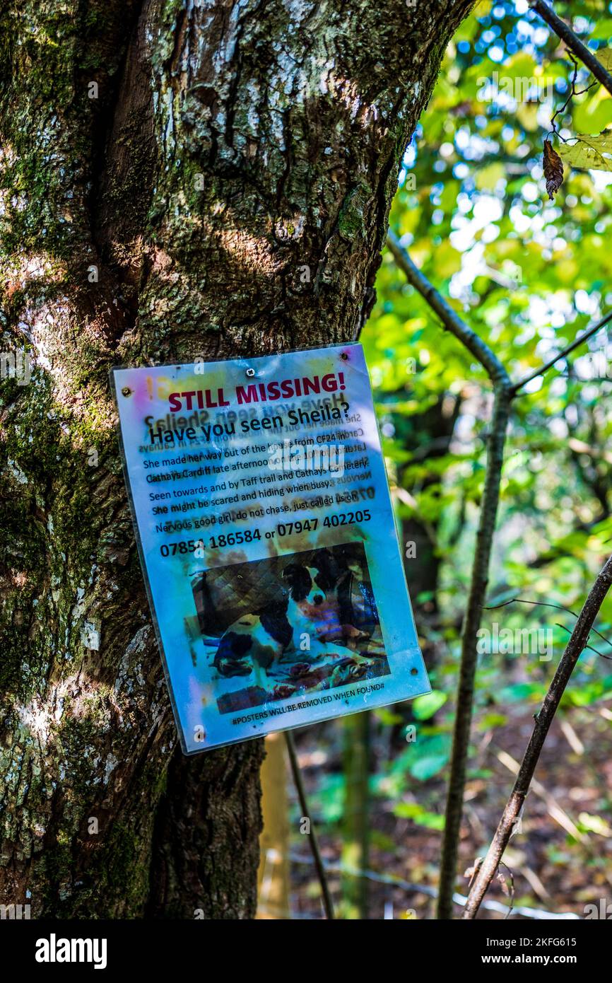 Une affiche de couleur décolorée sur un chien manquant est attachée à un arbre dans les bois locaux. Banque D'Images