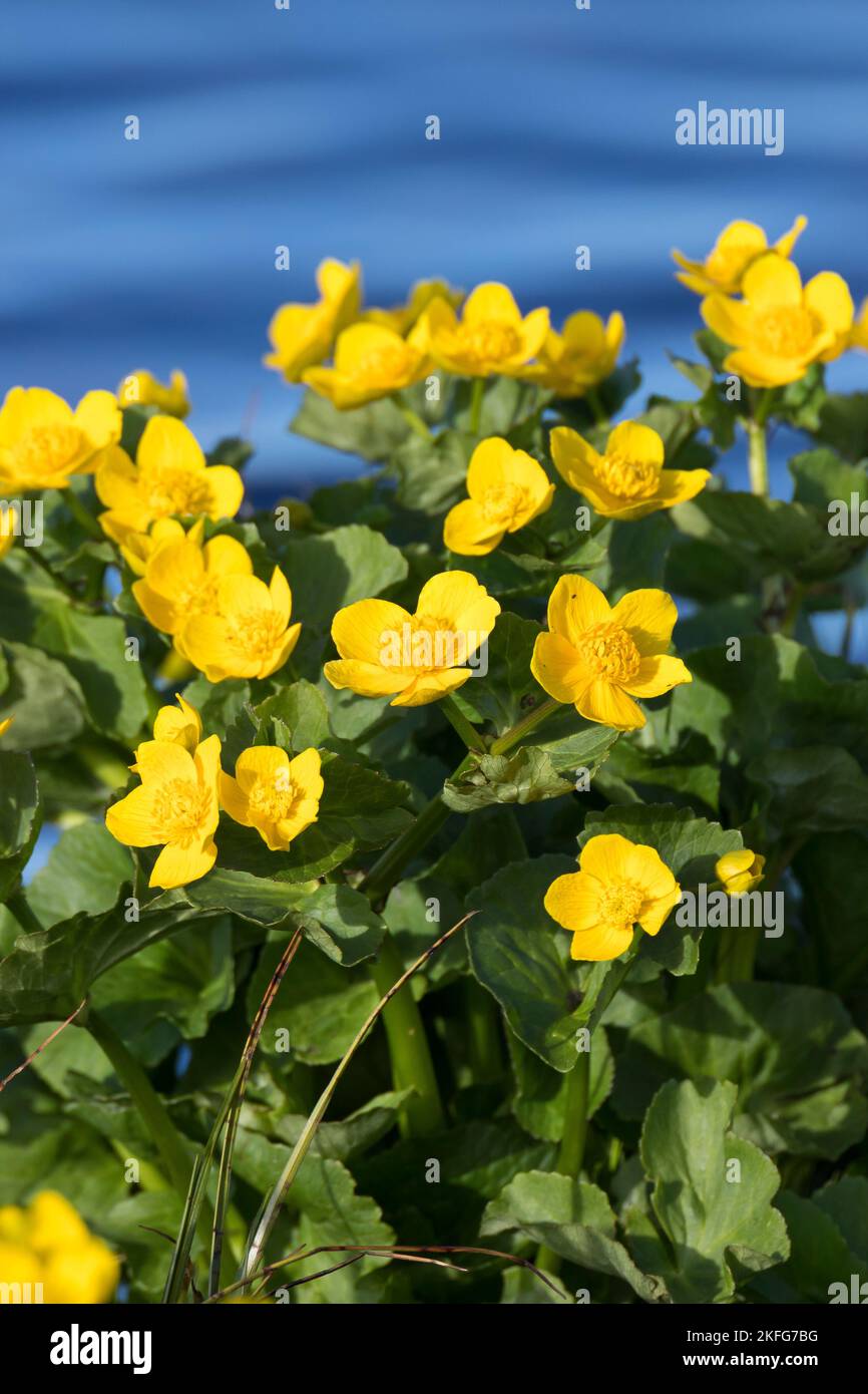 Sumpf-Dotterblume Sumpfdotterblume Dotterblume,,, Caltha palustris, Kingcup Kingscup, Populage des marais, Populage des marais, Banque D'Images