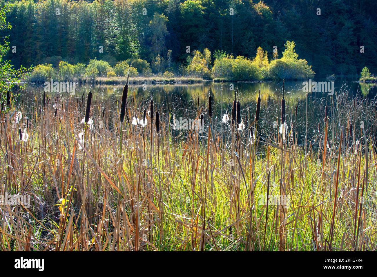 Rushes ( typha latifolia rushes ) au bord d'un lac. France Banque D'Images