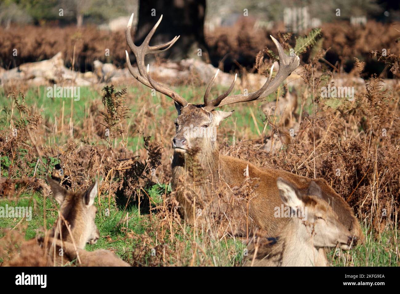 Bushy Park Londres, Angleterre, Royaume-Uni. 18th novembre 2022. Cerf rouge se lasser avec son troupeau de does crédit: Julia Gavin/Alay Live News Banque D'Images
