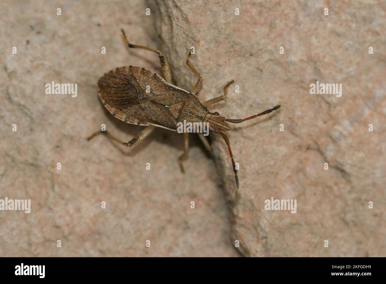 Gros plan détaillé sur un sauterelle de couleur brune adulte de couleur européenne, Gomphocerippus rufus Banque D'Images
