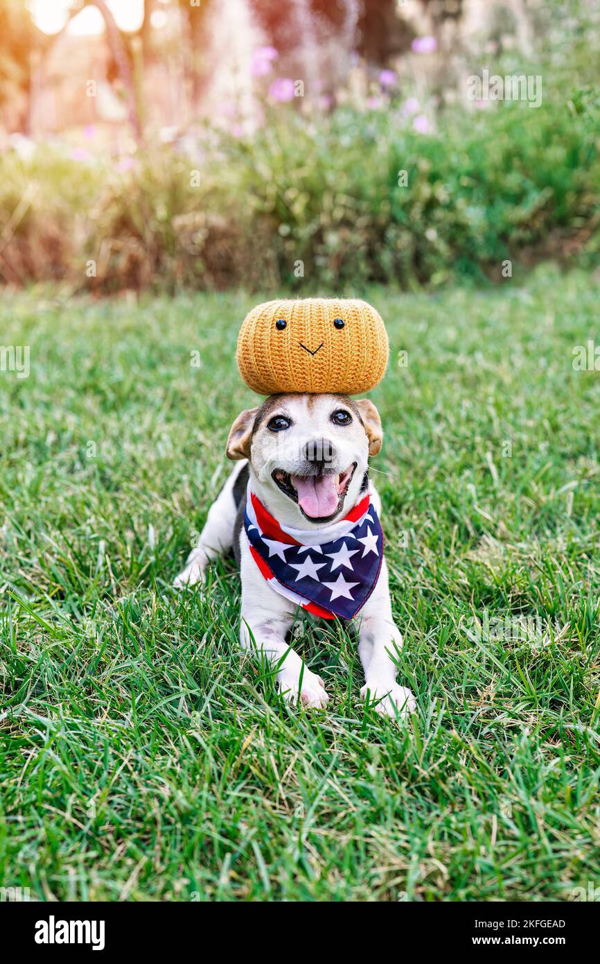 Chien heureux sur l'herbe avec potiron décoratif sur la tête. Moments amusants. Décoration d'automne. Fête d'Halloween Banque D'Images