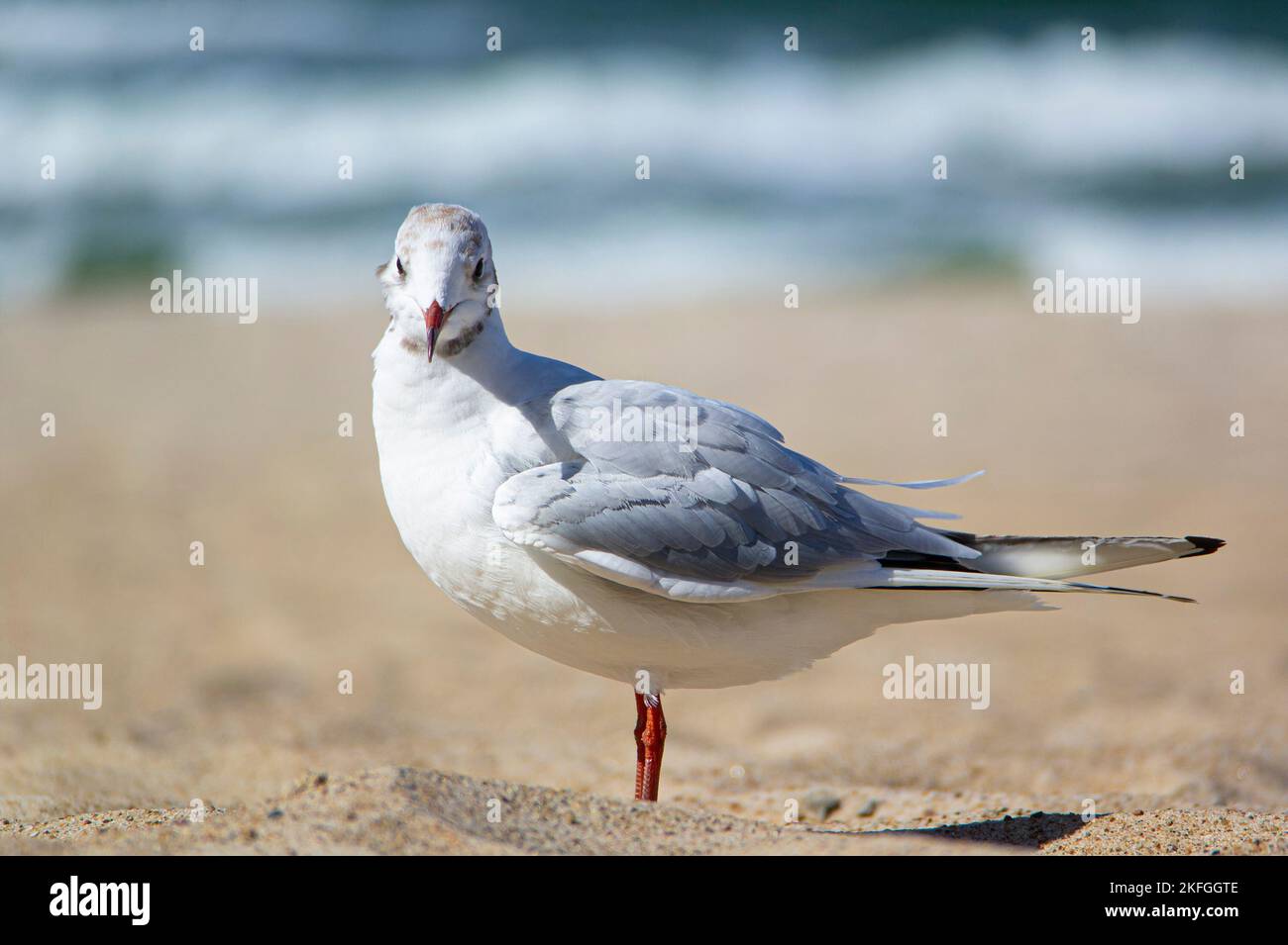 Guette à tête noire (Chericocephalus ridibundus) sur une plage à Kolobrzeg, en Pologne, en regardant vers un appareil photo Banque D'Images